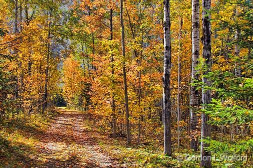 Cedar Grove Trail_23490.jpg - Photographed in the Marlborough Forest west of North Gower, Ontario, Canada.